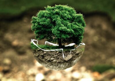 Plant et træ: Oversigt over alle steder du kan donere til