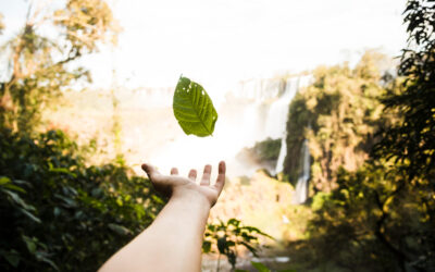 7 tips til at finde et miljøvenligt tagrensefirma